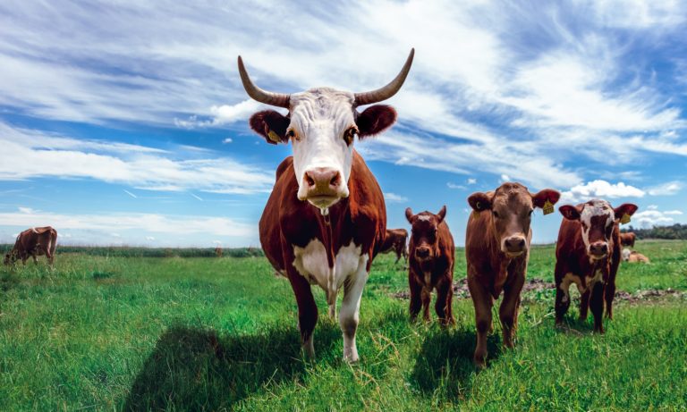 Aplicativos Para Pesar Gado e Animais