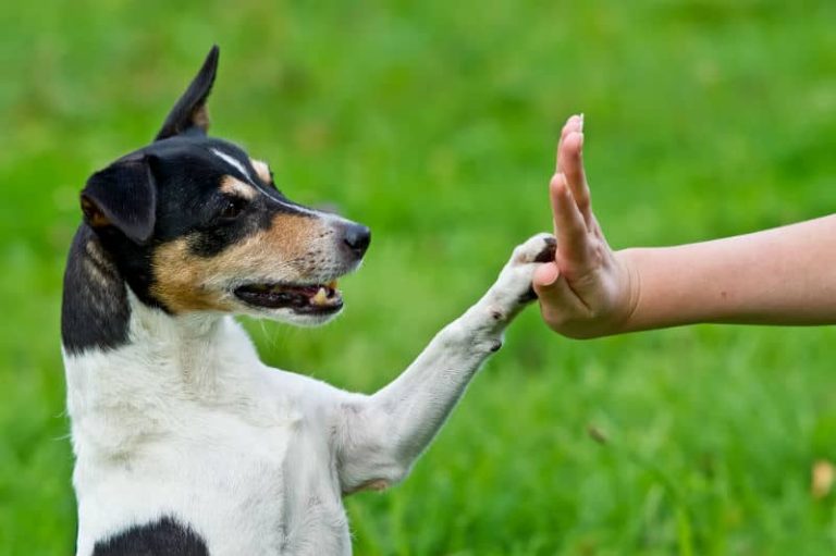 Os Melhores Aplicativos para Adestrar Cães