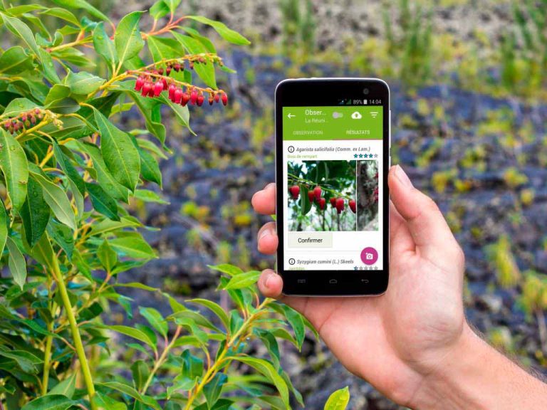Descubra Plantas em Segundos com Estes Apps