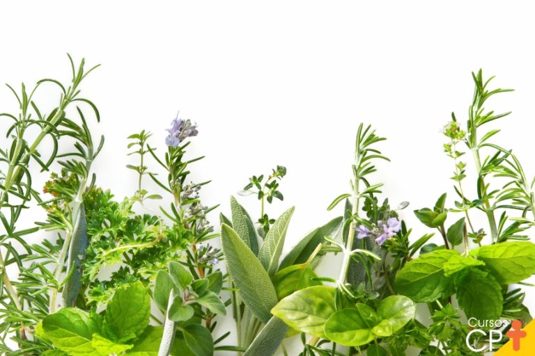 Aplicativo gratuito para reconhecer plantas em segundos